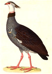 Chauna torquata 1838
