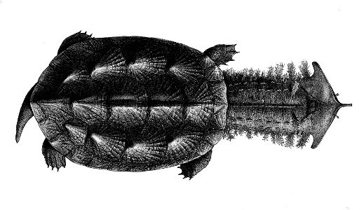 Chelus fimbriatus