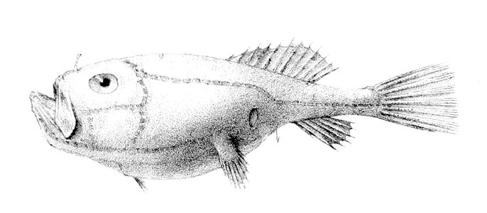 Chaunax pictus3