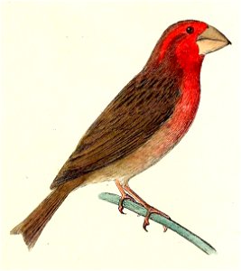 Chaunoproctus ferreorostris 1832