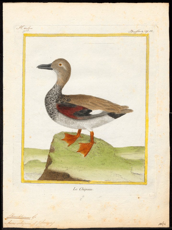 Chaulelasmus strepera - 1700-1880 - Print - Iconographia Zoologica - Special Collections University of Amsterdam - UBA01 IZ17600463