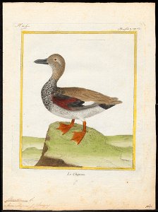 Chaulelasmus strepera - 1700-1880 - Print - Iconographia Zoologica - Special Collections University of Amsterdam - UBA01 IZ17600463