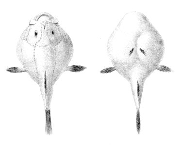 Chaunax pictus4