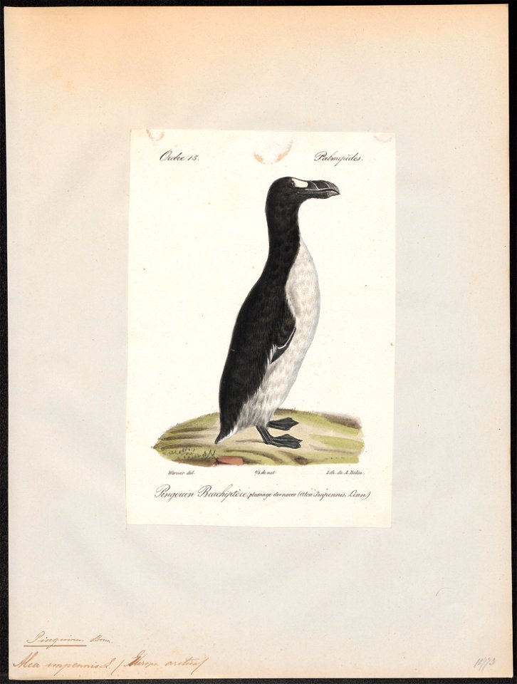 Chenalopex impennis - 1842-1848 - Print - Iconographia Zoologica - Special Collections University of Amsterdam - UBA01 IZ17800165