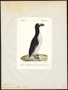 Chenalopex impennis - 1842-1848 - Print - Iconographia Zoologica - Special Collections University of Amsterdam - UBA01 IZ17800165