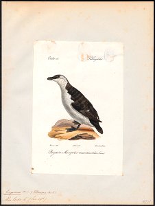 Chenalopex torda - 1842-1848 - Print - Iconographia Zoologica - Special Collections University of Amsterdam - UBA01 IZ17800183