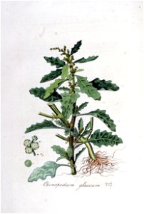 Chenopodium glaucum — Flora Batava — Volume v5