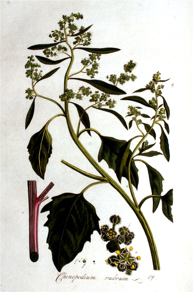 Chenopodium rubrum — Flora Batava — Volume v1