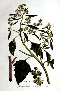 Chenopodium rubrum — Flora Batava — Volume v1