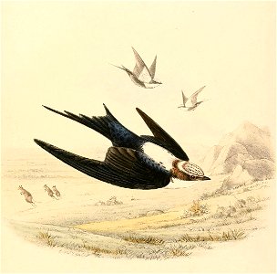 Cheramoeca leucosterna 1894
