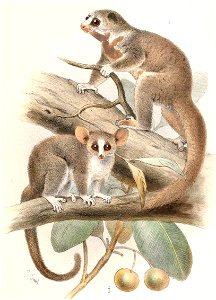 Cheirogaleus adipicaudatus & Microcebus murinus minor 1894