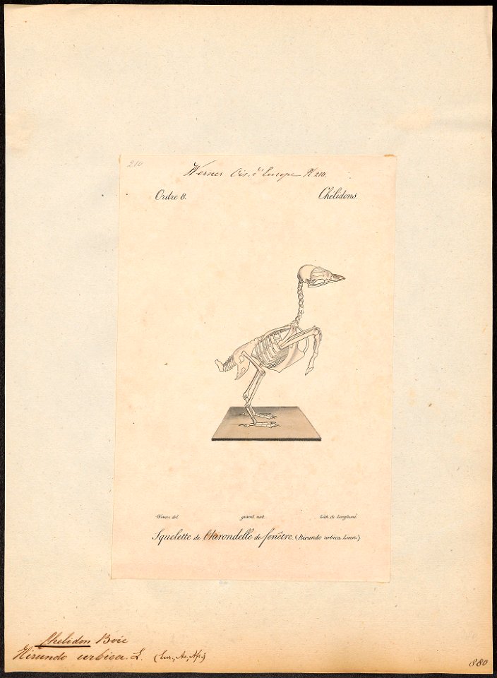 Chelidon urbica - skelet - 1842-1848 - Print - Iconographia Zoologica - Special Collections University of Amsterdam - UBA01 IZ16700191