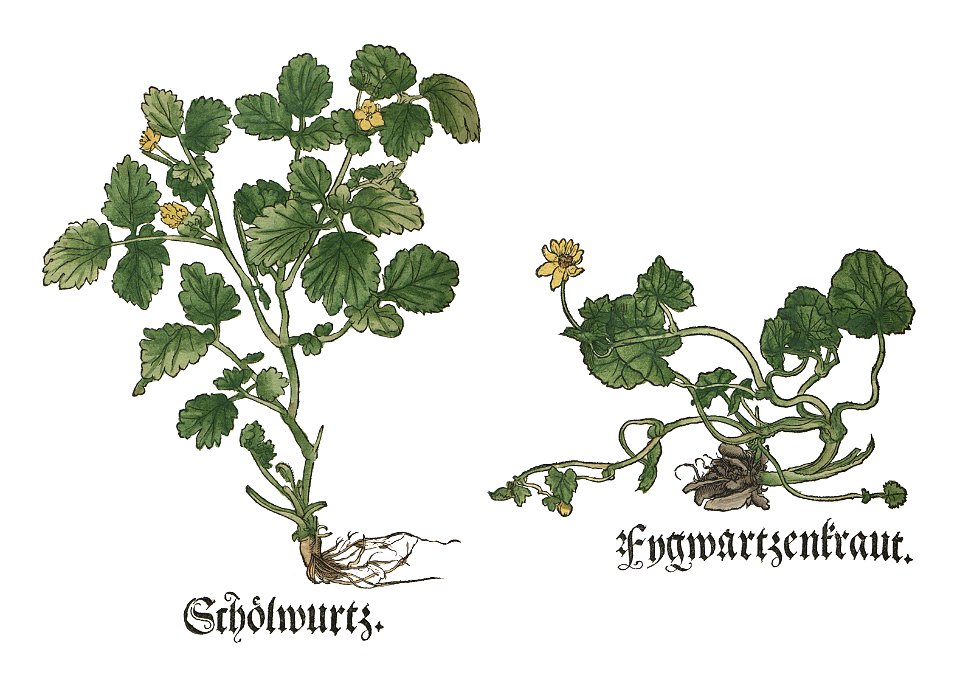 Chelidonium1