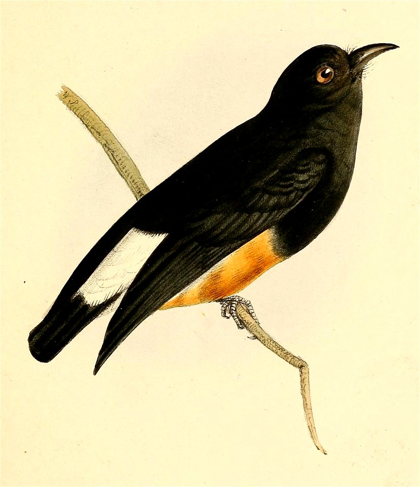 Chelidoptera tenebrosa 1841