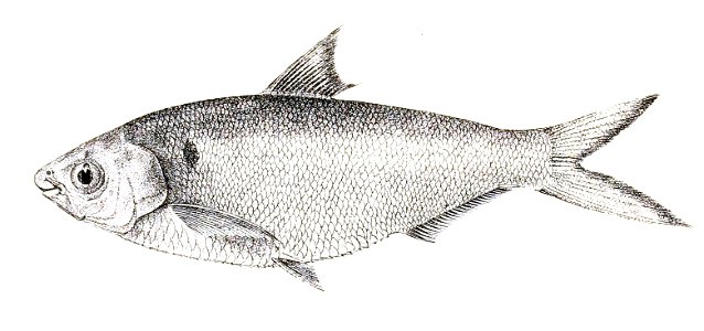 Chatoessus manminna Achilles 160