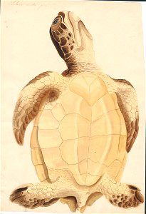 Chelonia viridis - van onder - 1818 - Print - Iconographia Zoologica - Special Collections University of Amsterdam - UBA01 IZAA100151