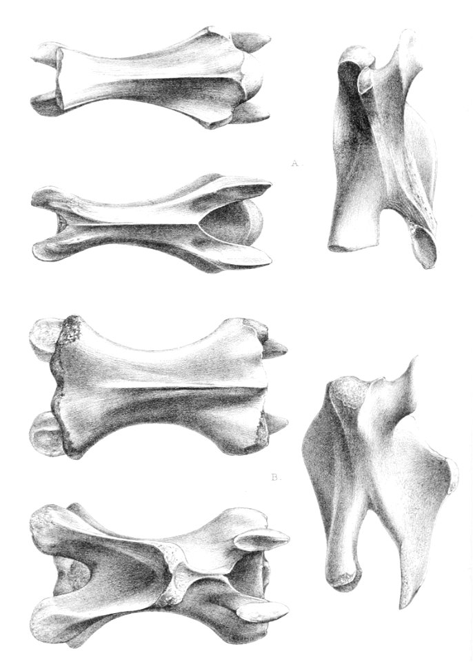 Chelonoidis abingdonii 3-7 vertebrae 1896