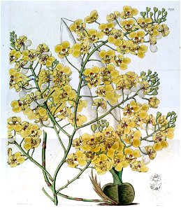Chelyorchis ampliata (as Oncidium ampliatum) - Edwards vol 20 pl 1699 (1835)