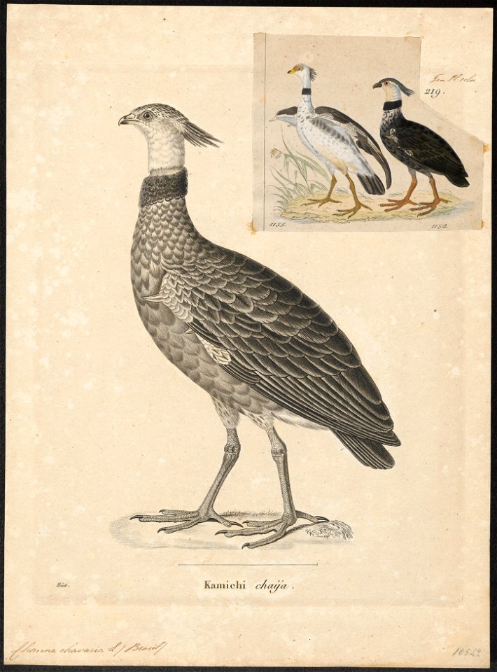 Chauna chavaria - 1700-1880 - Print - Iconographia Zoologica - Special Collections University of Amsterdam - UBA01 IZ17500305