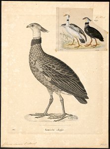 Chauna chavaria - 1700-1880 - Print - Iconographia Zoologica - Special Collections University of Amsterdam - UBA01 IZ17500305