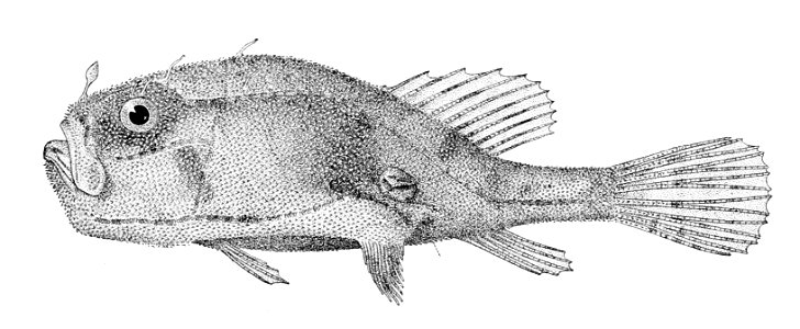 Chaunax umbrinus