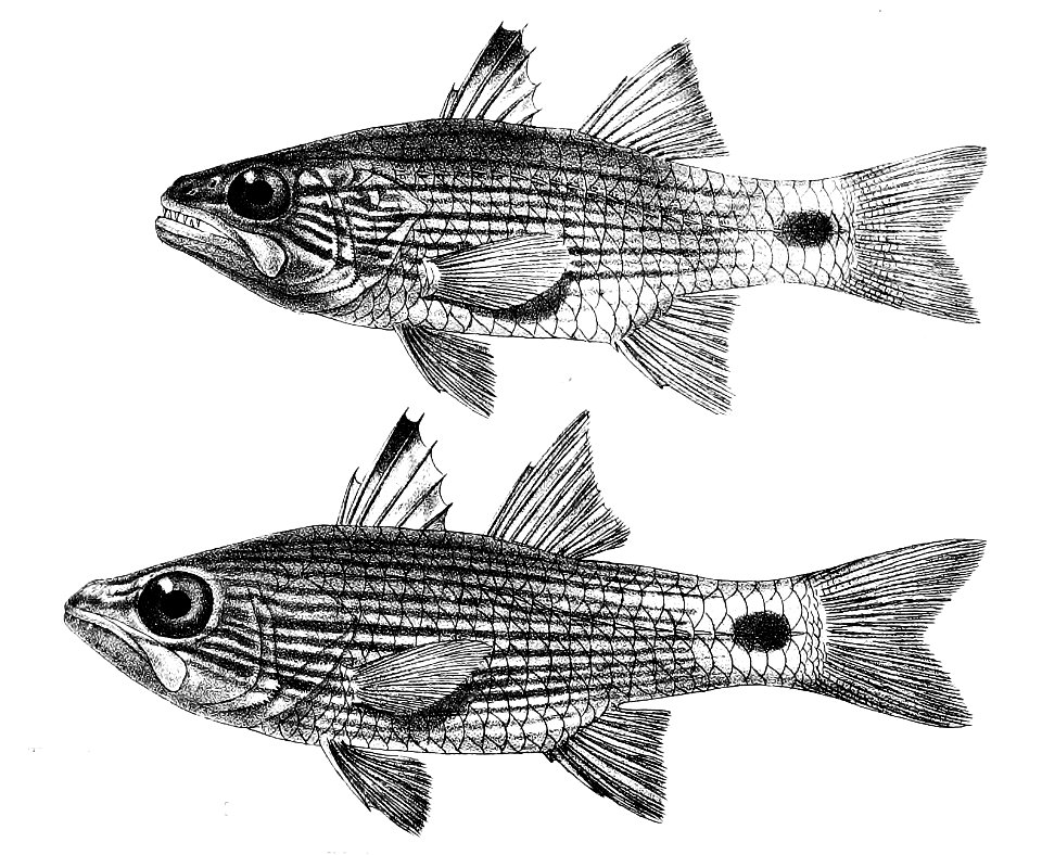 Cheilodipterus lineatus Ford 17