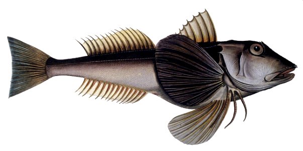 Chelidonichthys lucerna