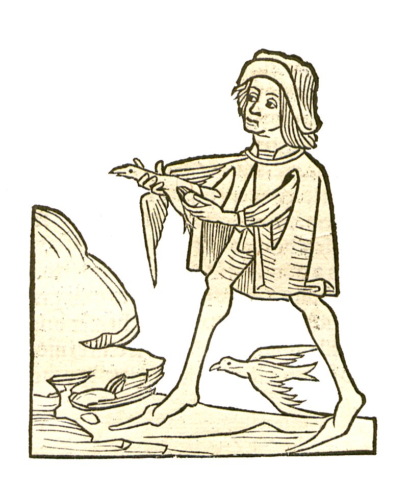Chelidonius1