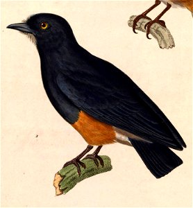 Chelidoptera tenebrosa tenebrosa 1838