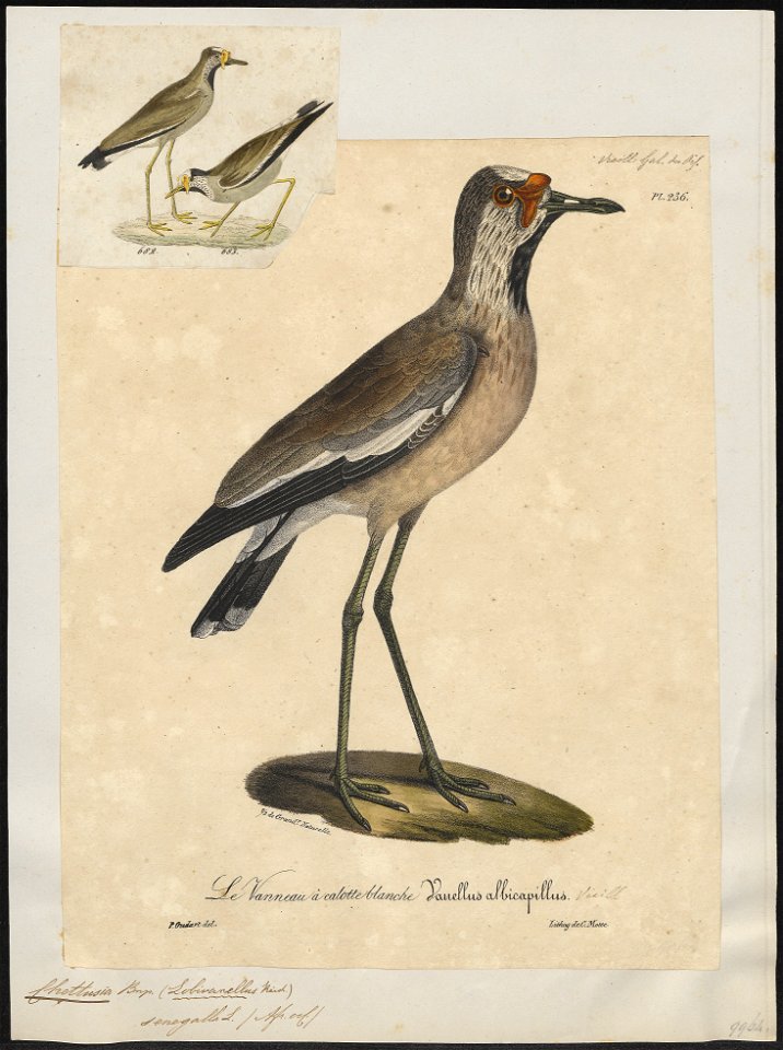 Chettusia senegalla - 1825-1834 - Print - Iconographia Zoologica - Special Collections University of Amsterdam - UBA01 IZ17200141