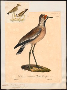 Chettusia senegalla - 1825-1834 - Print - Iconographia Zoologica - Special Collections University of Amsterdam - UBA01 IZ17200141