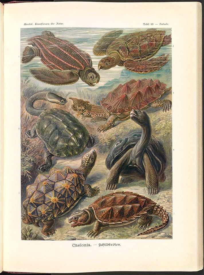 Chelonia. - Schildkröten LCCN2015648969