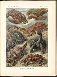 Chelonia. - Schildkröten LCCN2015648969