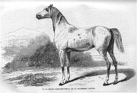 Cheval anglo-percheron par croisement continu