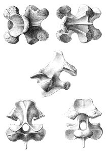 Chelonoidis abingdonii 8 vertebra 1896
