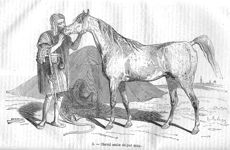 Cheval arabe de pur sang