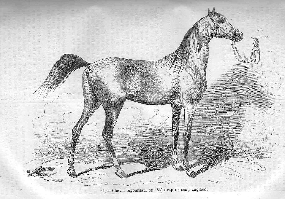 Cheval bigourdan (1860)