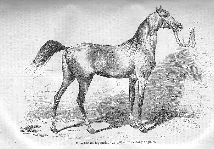 Cheval bigourdan (1860). Free illustration for personal and commercial use.