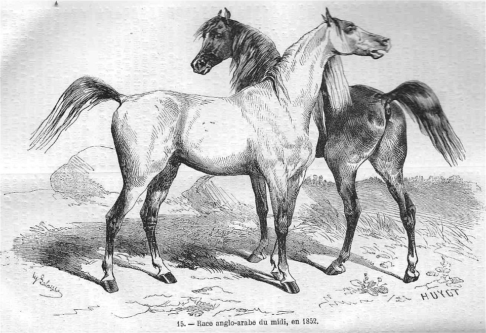 Cheval de race anglo-rabe du midi (1852)