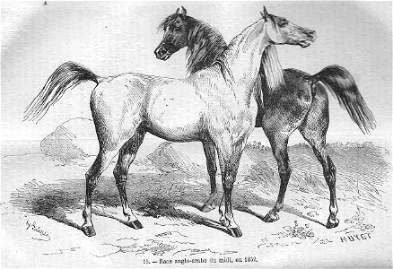 Cheval de race anglo-rabe du midi (1852). Free illustration for personal and commercial use.