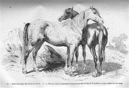 Cheval de race bretonne des Côtes-du-Nord. Free illustration for personal and commercial use.