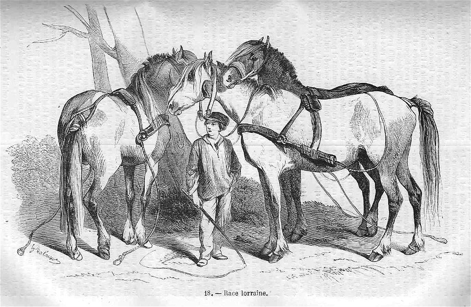 Cheval de race lorraine