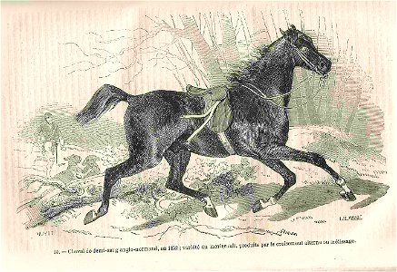 Cheval demi-sang anglo-normand (1852)