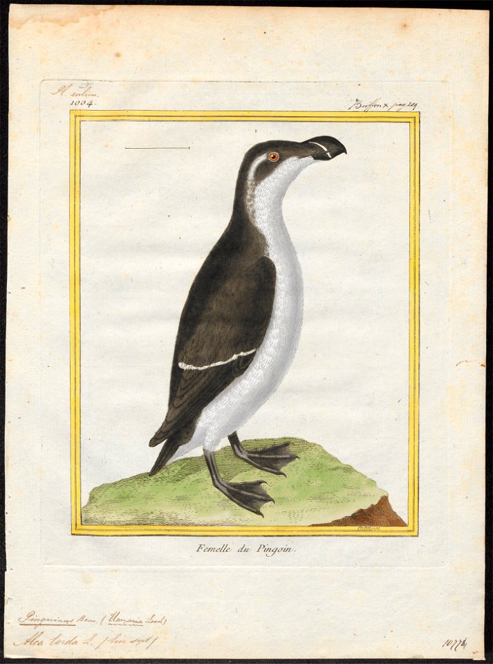 Chenalopex torda - 1700-1880 - Print - Iconographia Zoologica - Special Collections University of Amsterdam - UBA01 IZ17800173