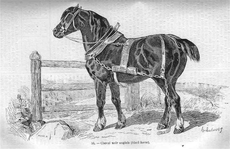 Cheval noir anglais