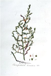 Chenopodium hirsutum — Flora Batava — Volume v5