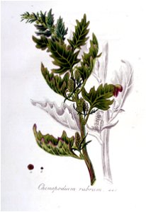 Chenopodium rubrum — Flora Batava — Volume v6