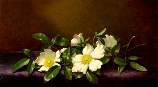 Cherokee Roses on a Purple Cloth-Martin Johnson Heade-1894