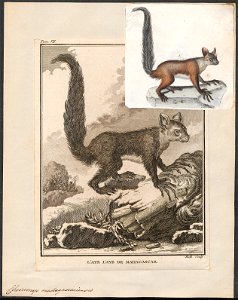 Cheiromys madagascariensis - 1773-1807 - Print - Iconographia Zoologica - Special Collections University of Amsterdam - UBA01 IZ19700140