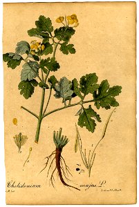 Chelidonium majus Mann